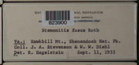 Stemonitis fusca image
